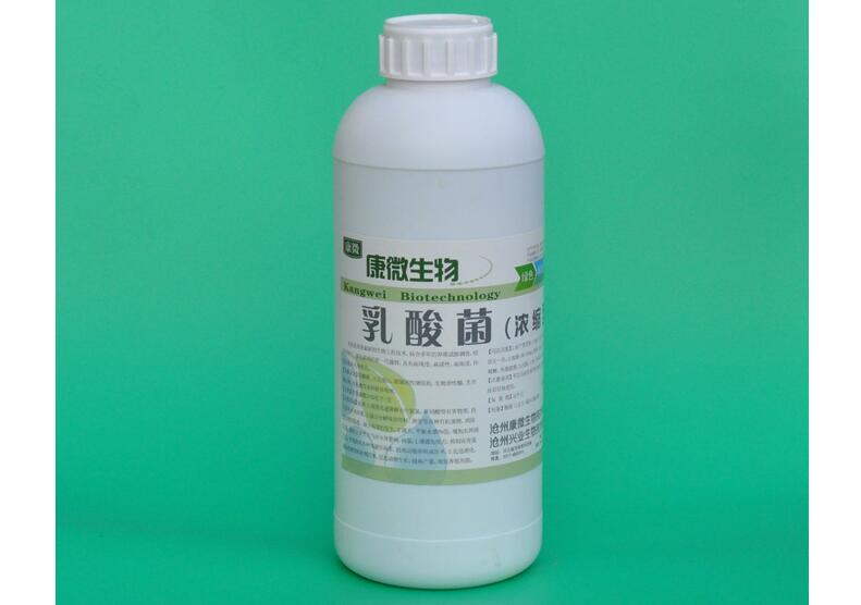 养殖乳酸菌