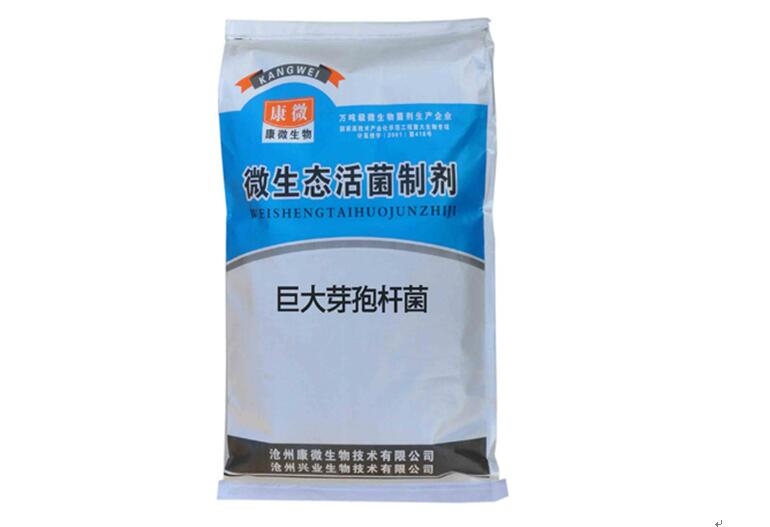 单一巨大芽孢杆菌